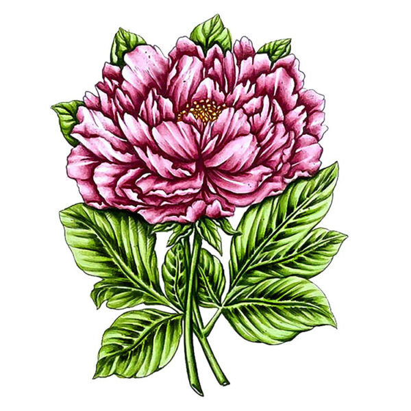 Peony Stamp and Colour Set (5pc) Couture Creations CO728574